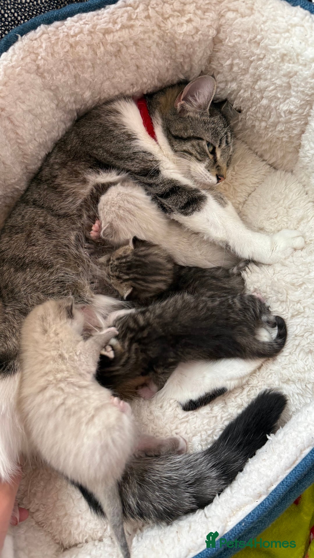 Mixed Breed cats for sale: 1 male left! - Image 3