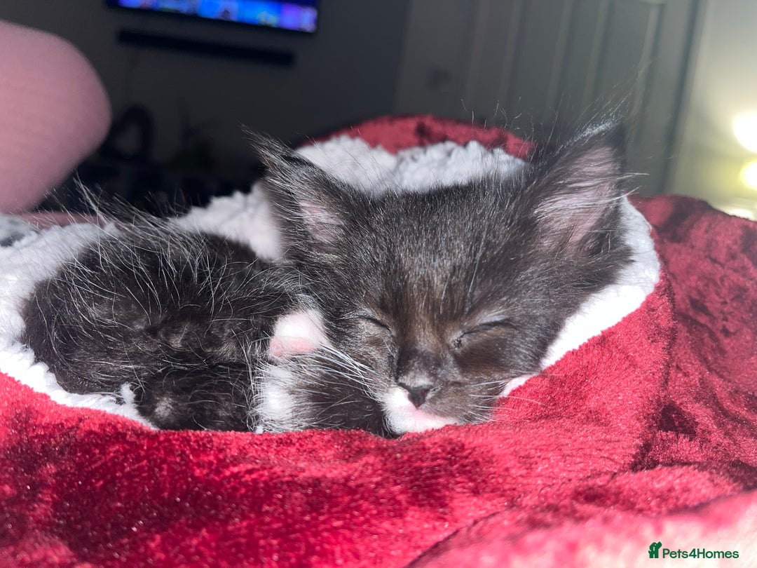 Maine Coon cats for sale: Maine coon/ rag doll kittens - Advert 2