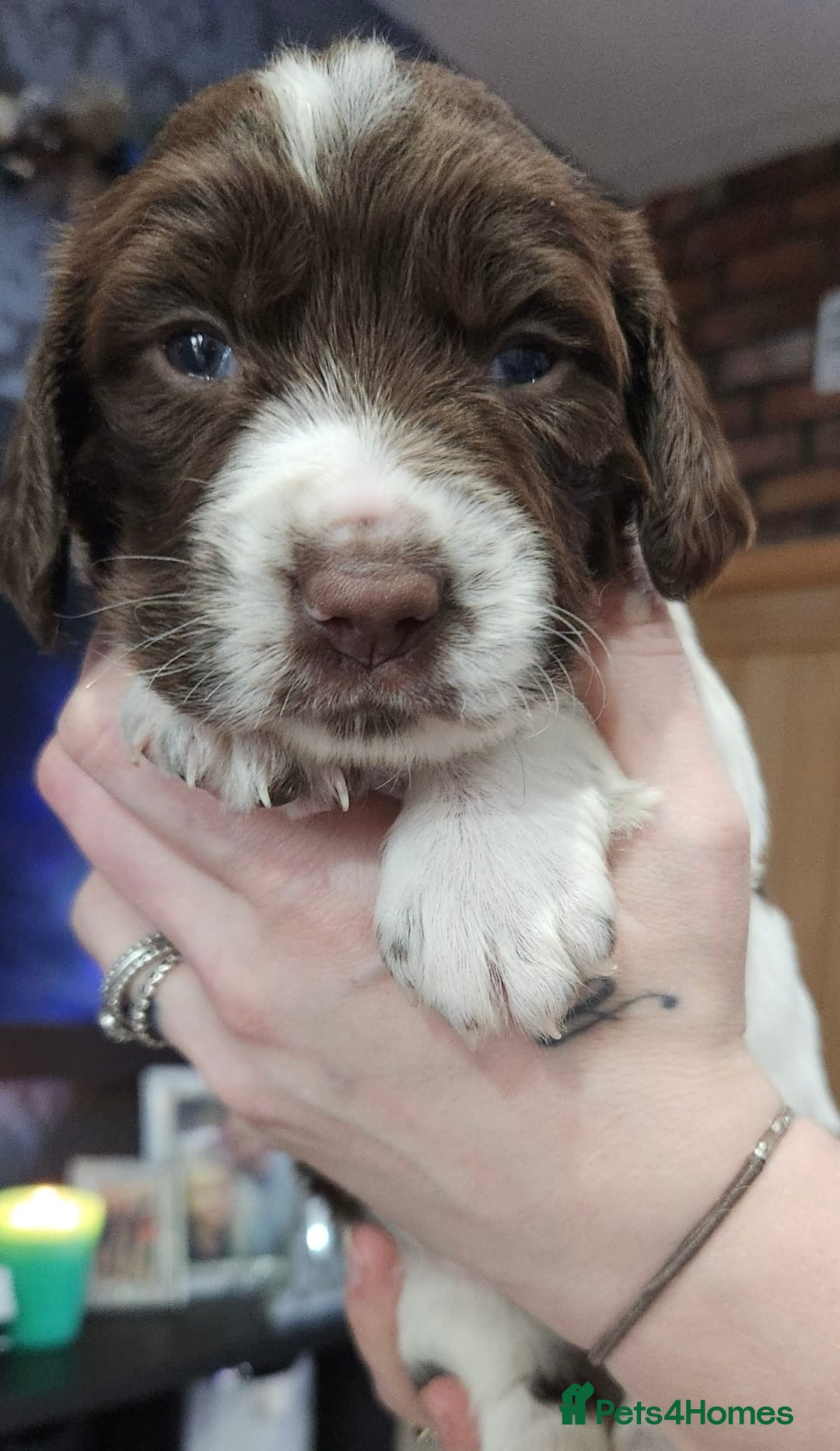 English Springer Spaniel dogs for sale: 9 gorgeous puppies looking for their forever homes - Advert 18