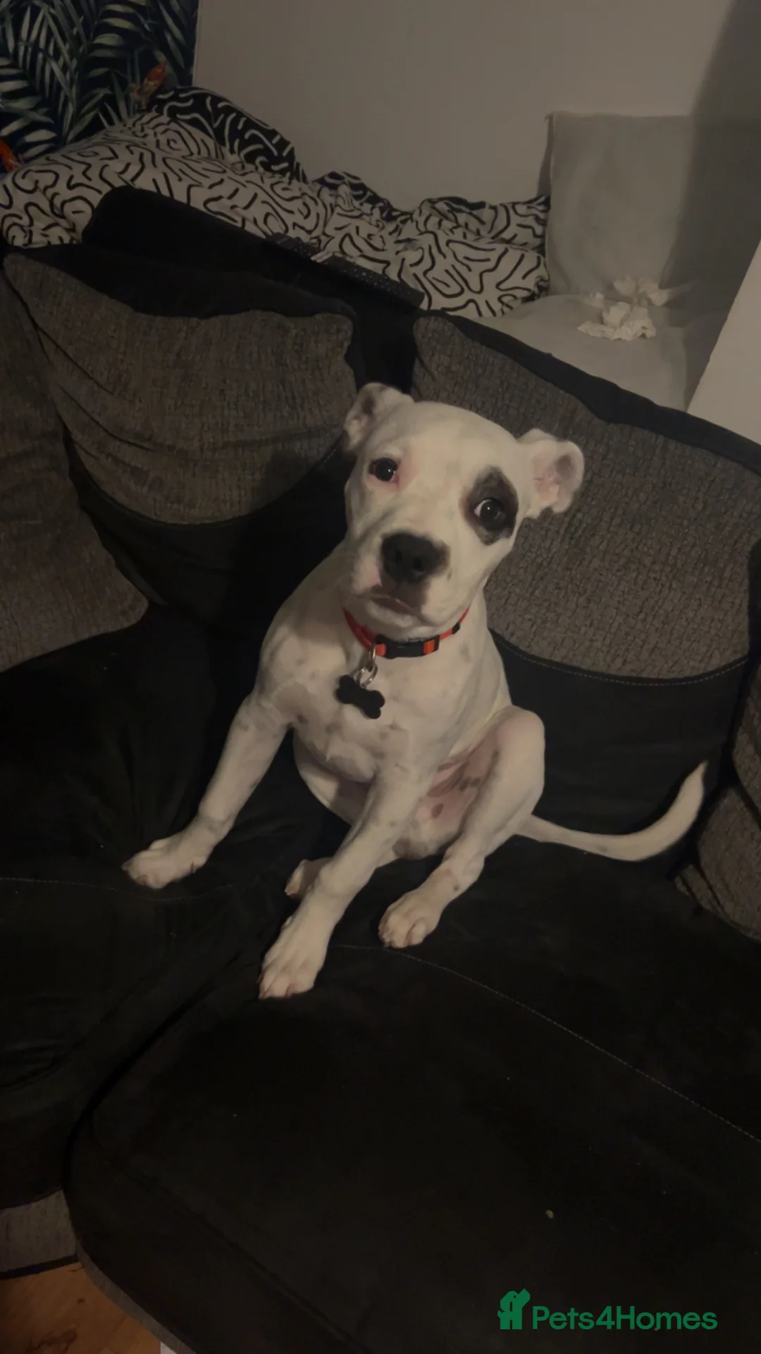 Mixed Breed dogs for sale: Ace 1 years old  - Advert 3