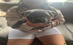 Staffordshire Bull Terrier dogs for sale: Full pedigree blue Staffordshire bull terriers - Image 7