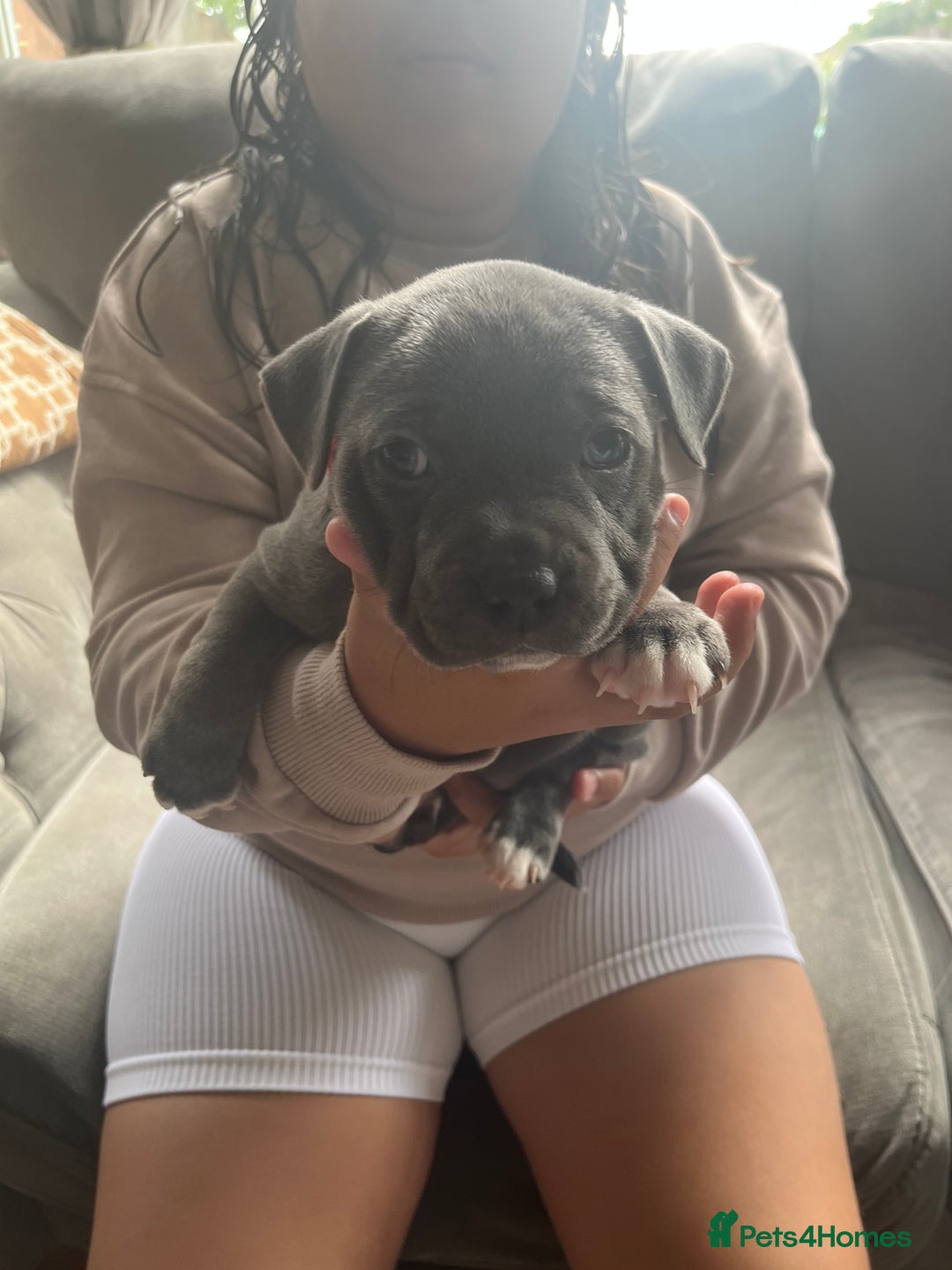 Staffordshire Bull Terrier dogs for sale: Full pedigree blue Staffordshire bull terriers - Image 7