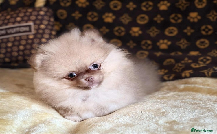 Pomeranian dogs - Advert 15