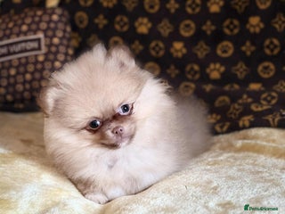 Pomeranian dogs - Advert 22