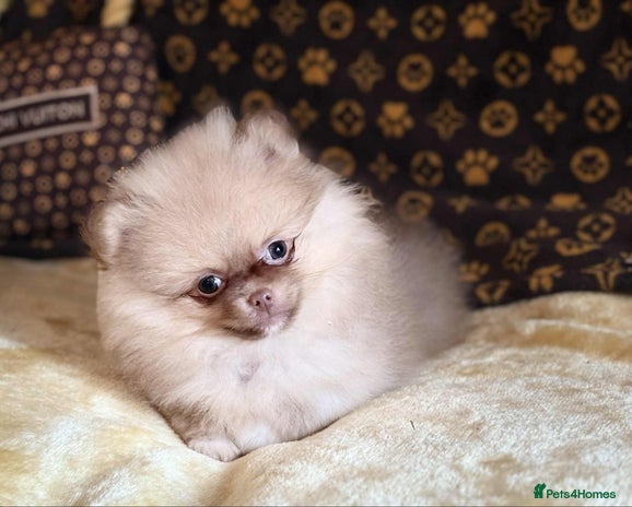 Pomeranian dogs - Advert 16