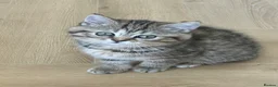 British Shorthair cats for sale: 😻DISCOUNTED PRICE🙀BeautifulBSH Kittens 🐈‍⬛ 🩷💙 - Advert 14