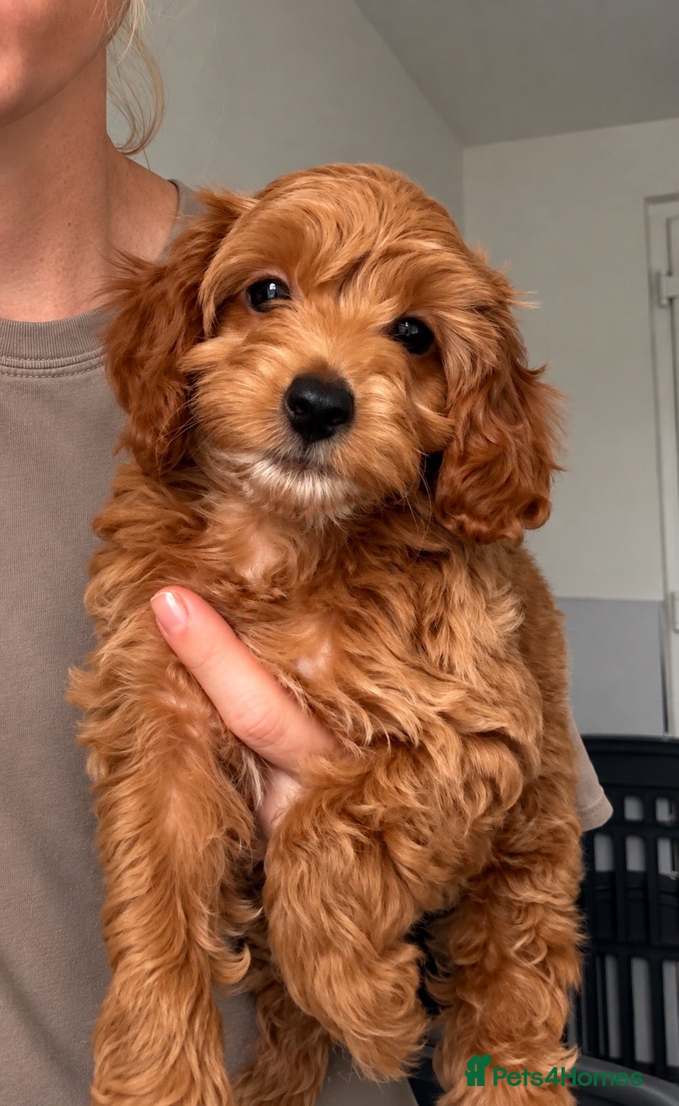 Cockapoo dogs Stunning F1B cockapoo puppies   - Advert 6