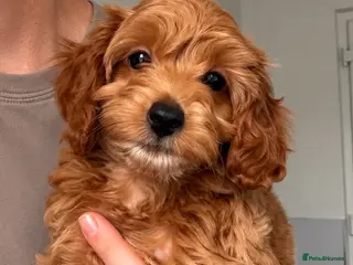 Cockapoo dogs Stunning F1B cockapoo puppies - Advert 6