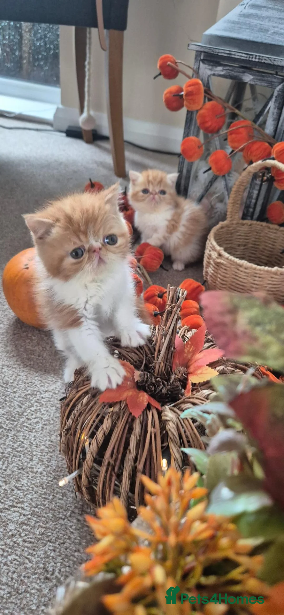 Exotic cats for sale: Exotic Persian kittens  in Wokingham - Advert 1