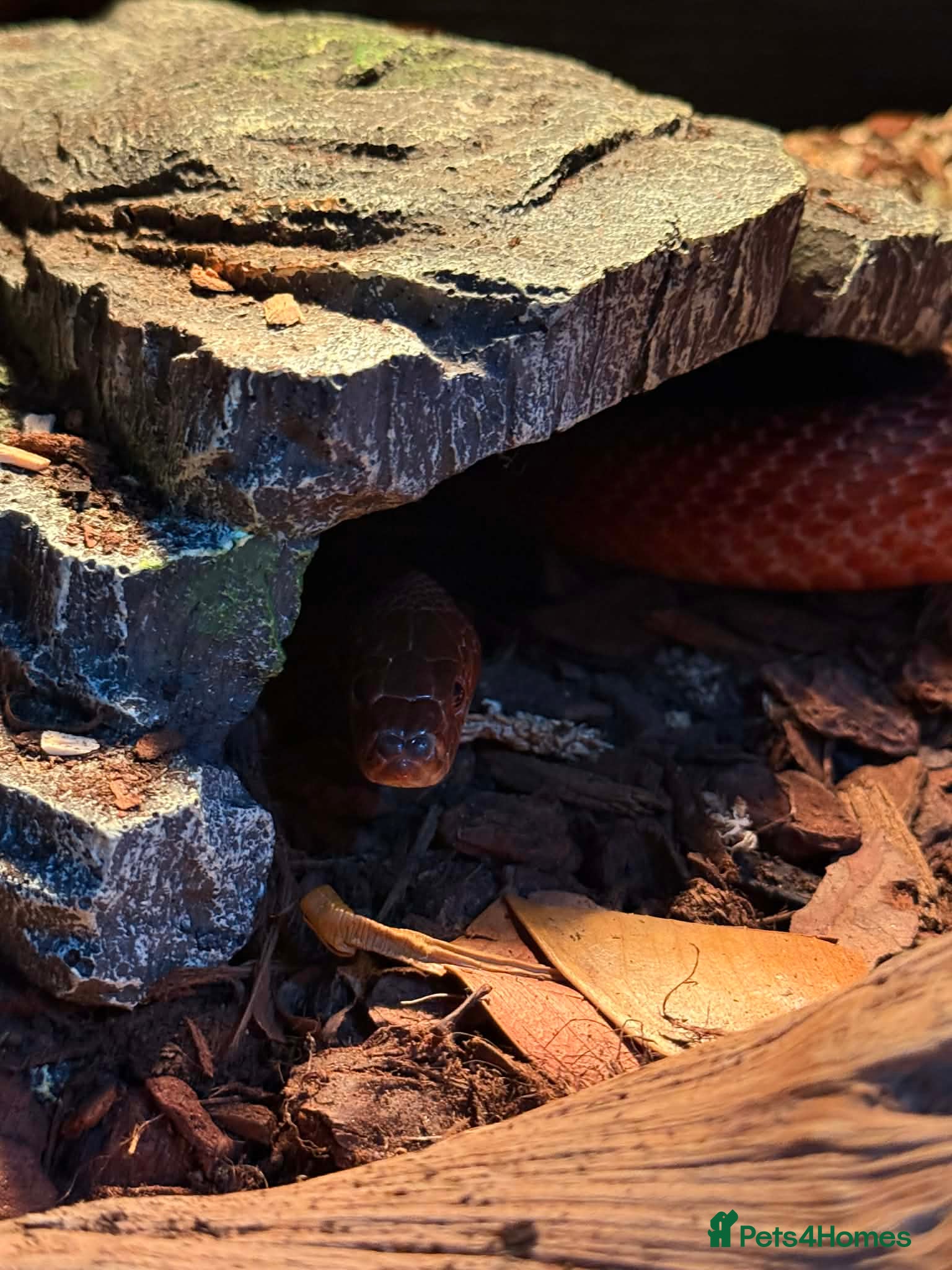 Corn Snake reptiles Cornsnake - Advert 3