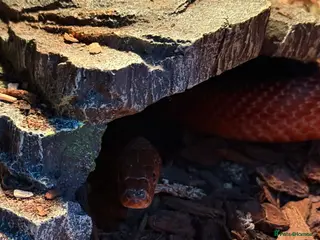 Corn Snake reptiles Cornsnake - Advert 3