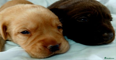 Labrador Retriever dogs - Advert 6