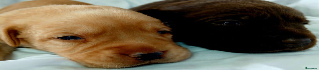 Labrador Retriever yellow 