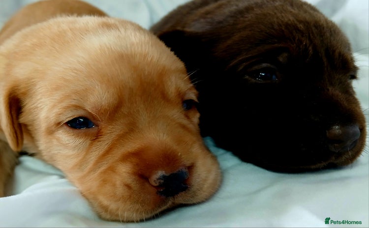 Labrador Retriever dogs - Advert 1