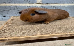 Guinea Pig rodents for sale: Young male guinea pigs only for sale  - Advert 1