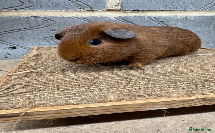 Guinea Pig rodents Young male guinea pigs only for sale  - Advert 2