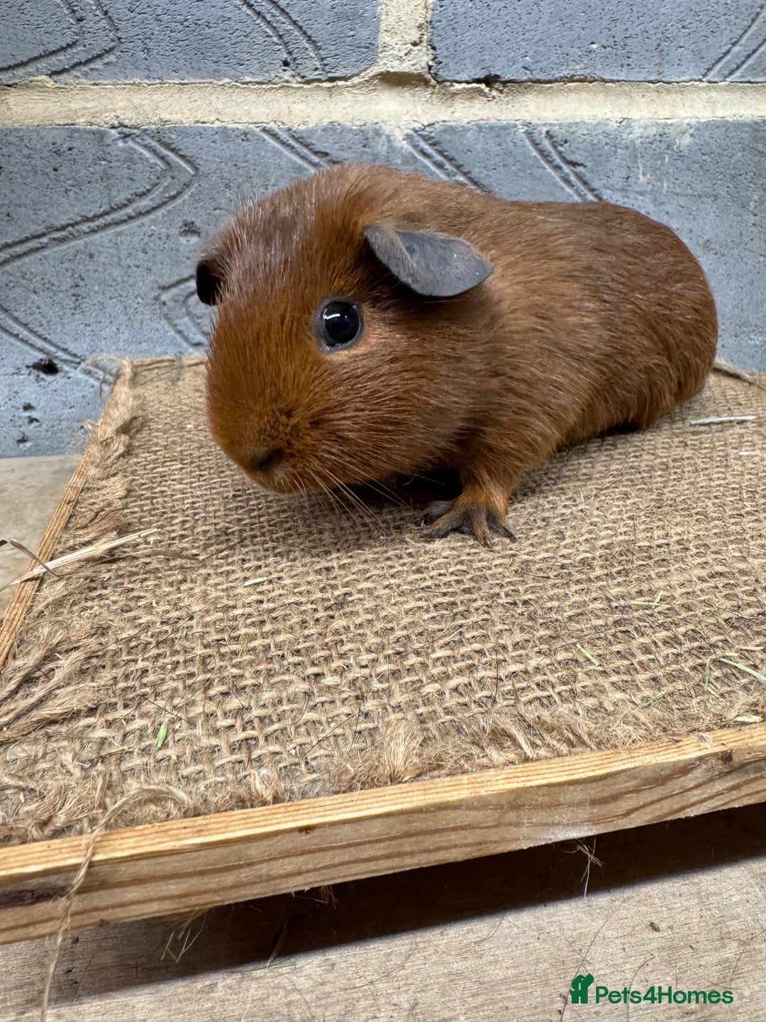 Guinea Pig rodents for sale: Young male guinea pigs only for sale  - Advert 1