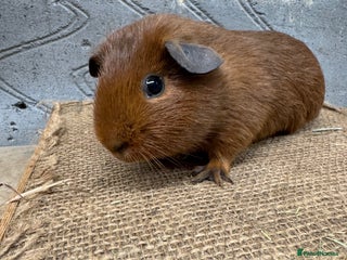 Guinea Pig rodents Young male guinea pigs only for sale - Advert 1
