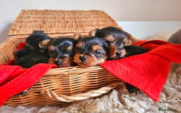 Yorkshire Terrier dogs for sale: True Miniature Yorkshire Terrier Puppies  - Advert 9