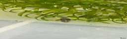 Toad reptiles for sale: Bombina variegata toad tadpoles  - Advert 4