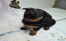 German Shepherd dogs for sale: Chunky German shepherd puppies for sale  - Advert 17