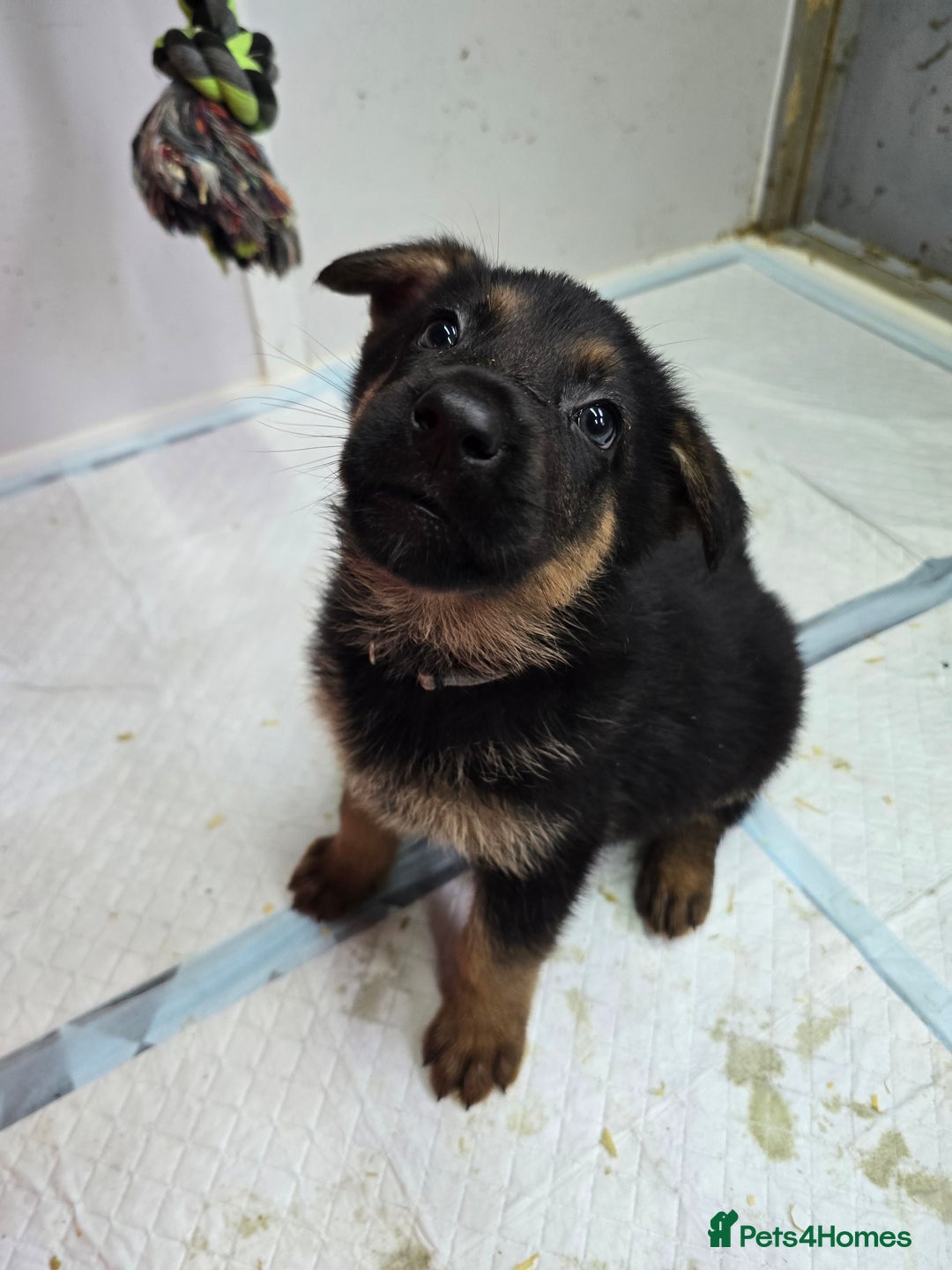 German Shepherd dogs for sale: Chunky German shepherd puppies for sale  - Advert 17