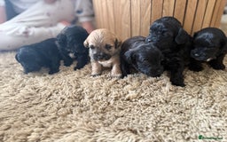 Yorkiepoo dogs for sale: Yorkiepoos - Image 4