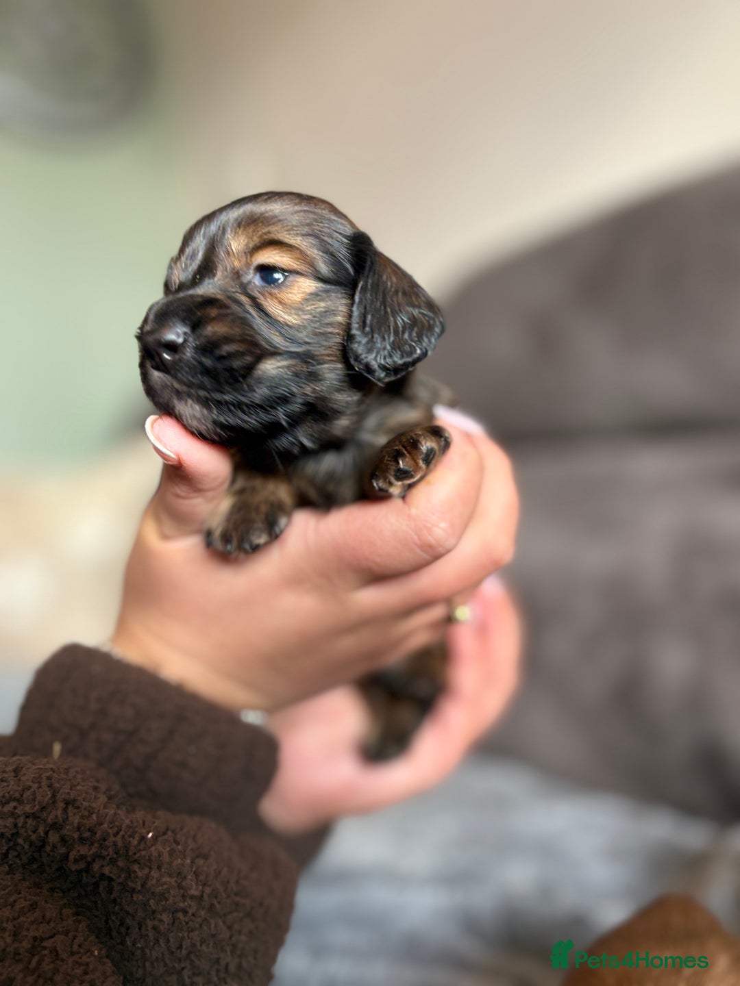 Miniature Dachshund dogs for sale: KC LONG HAIRED MINIATURE DACHSHUNDS🤍 - Image 10