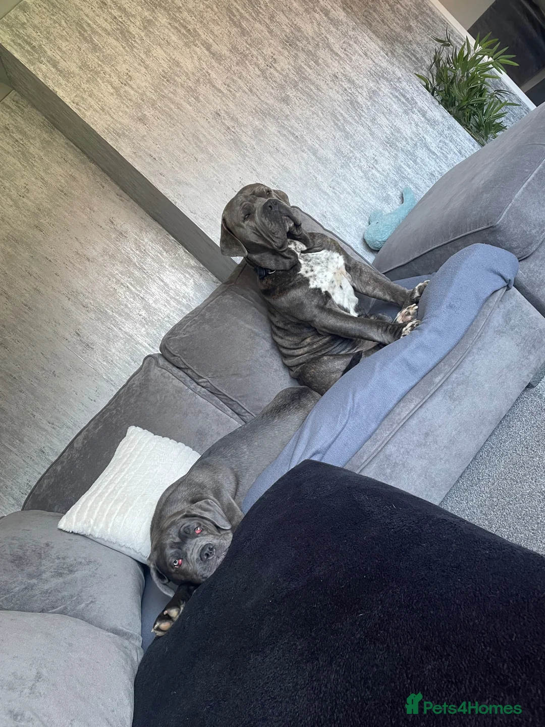 Cane Corso dogs for sale: 6 month old female cane corso - Advert 1