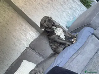 Cane Corso dogs 6 month old female cane corso - Advert 2