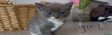 Solid Blue Mitted Girl 2