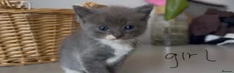 Ragdoll cats for sale: Ragdoll x BSH Ready 12th August in North Shields - Advert 2