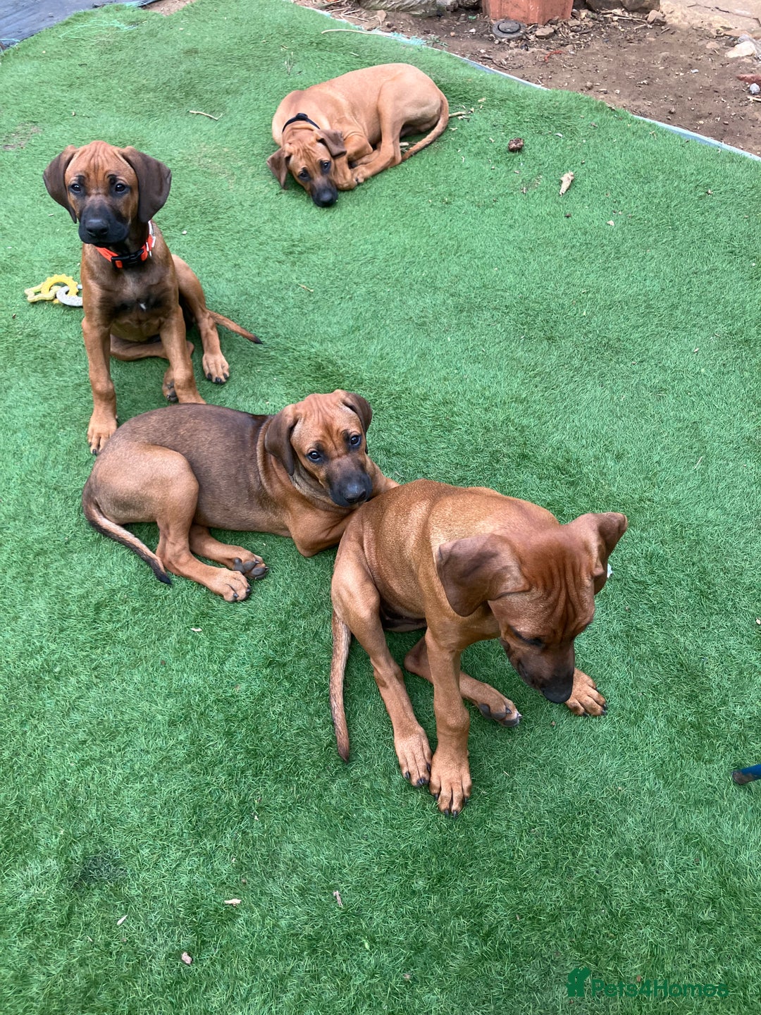 Rhodesian Ridgeback dogs for sale: Rhodesian ridgebacks for sale - Image 21
