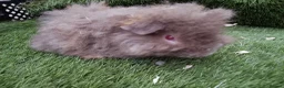 Guinea Pig rodents for sale: Alpaca Guinea Pigs - Advert 3