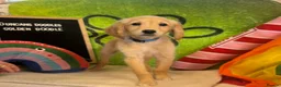 Goldendoodle dogs for sale: F2 Goldendoodles  - Advert 3