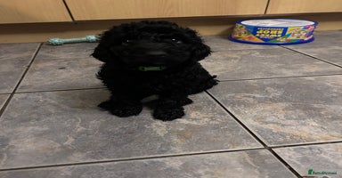 Cockapoo dogs - Advert 7