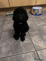 Cockapoo dogs - Advert 5