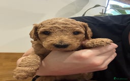 Irish Doodle dogs for sale: 6 beautiful F1b Irish Doodle puppies ❤️🐶 - Image 22