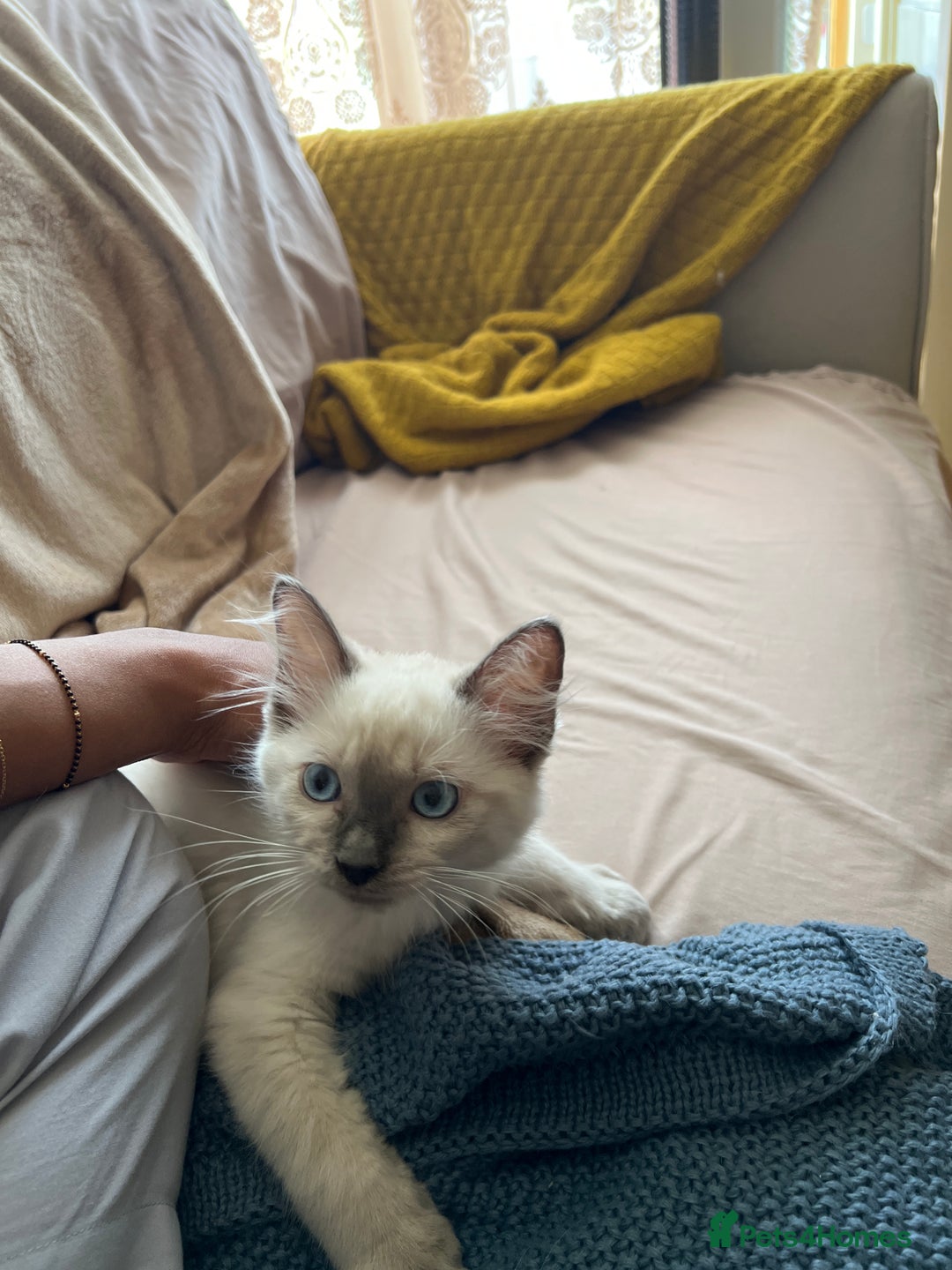 Ragdoll cats for sale: Last few Ragdoll Kittens—price reduced  - Image 25