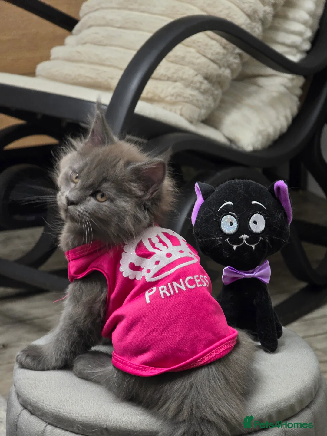 Maine Coon cats for sale: MAINE COON  RESERVED - Advert 1