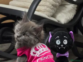 Maine Coon cats Last one blue solid girl -Maine Coon GCCF - Advert 16