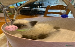 Selkirk Rex cats for sale: Selkirk rex kittens  - Image 14