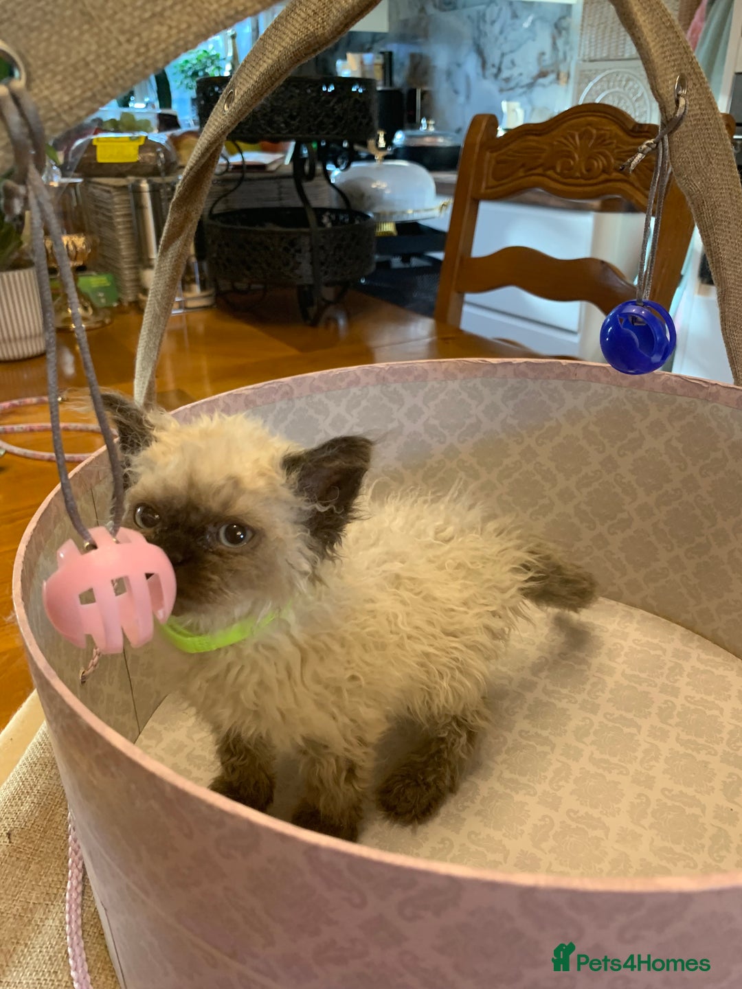 Selkirk Rex cats for sale: Selkirk rex kittens  - Image 14