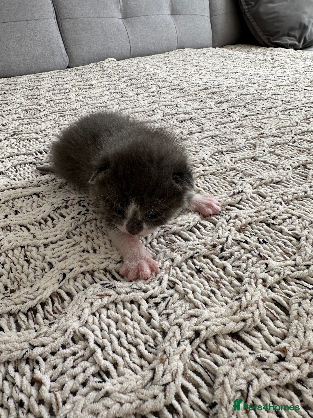 British Shorthair cats for sale: British Short kittens - Image 21
