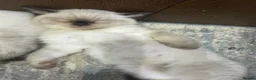 Scottish Fold cats for sale: ✨ Beautiful Scottish Straight Kitten  ✨ - Advert 16