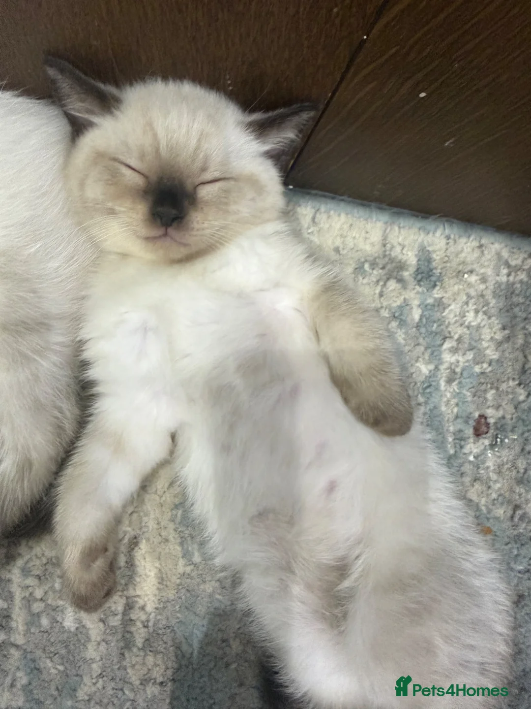 Scottish Fold cats for sale: ✨ Beautiful Scottish Straight Kitten  ✨ - Advert 16