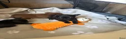 Chihuahua dogs for sale: Beautiful apple head chihuahua puppies  - Advert 13