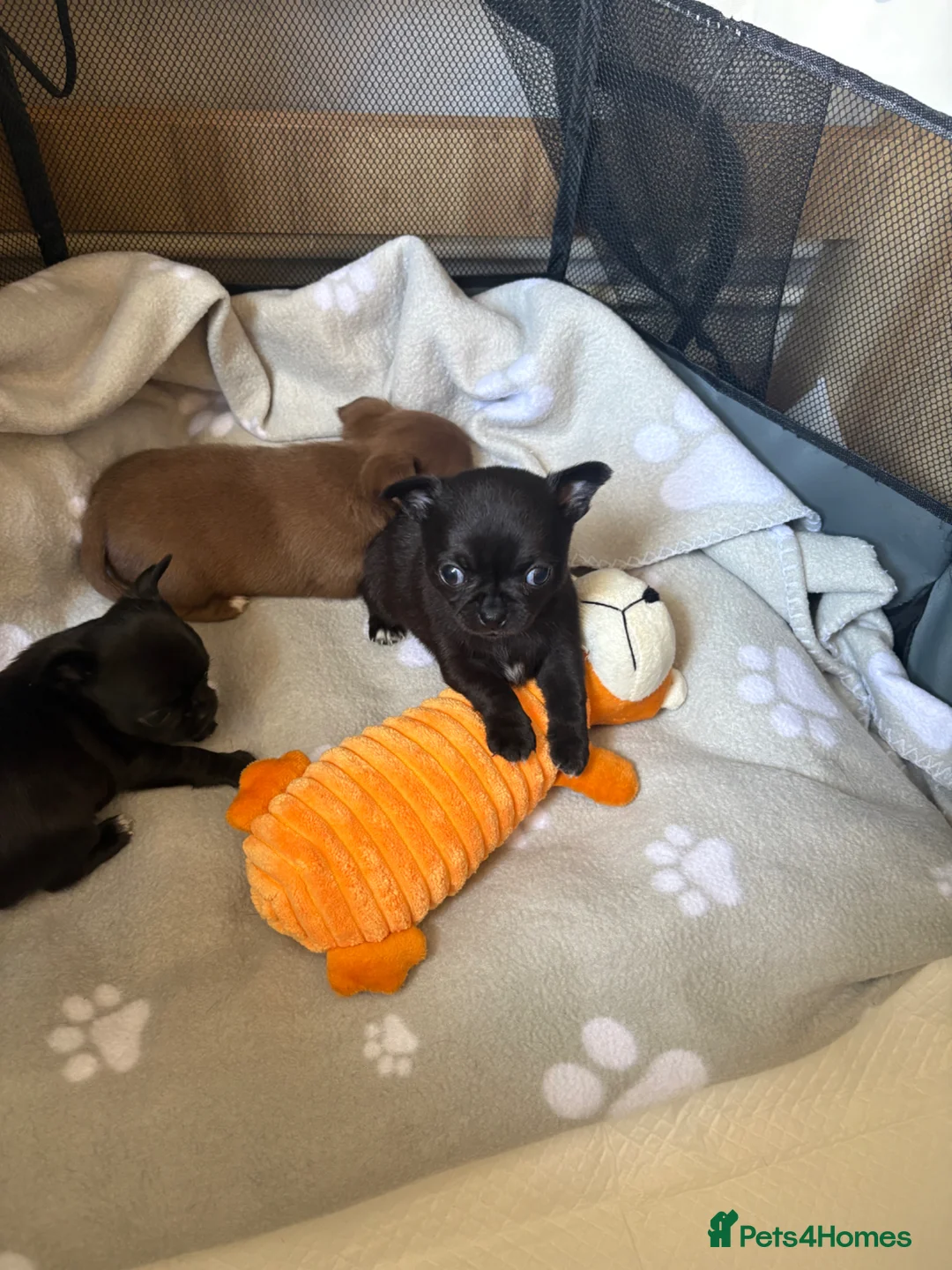 Chihuahua dogs for sale: Beautiful apple head chihuahua puppies  - Advert 13