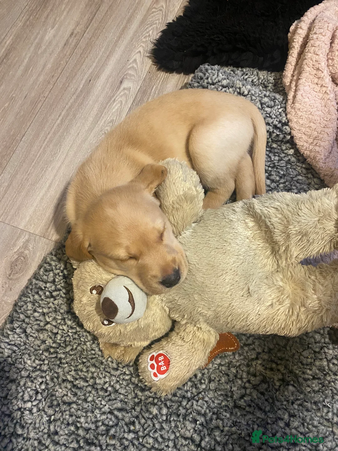 Labrador Retriever dogs for sale: Fully Health Tested KC Registered Labrador Puppy - Advert 7