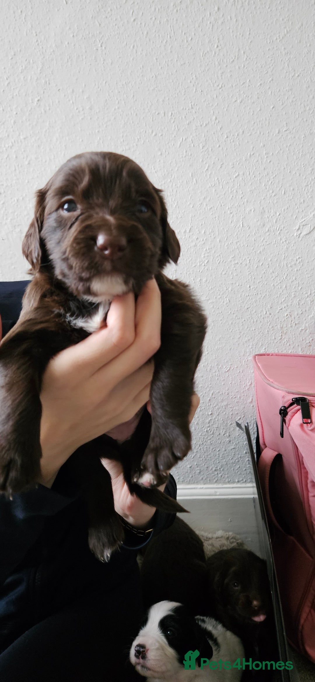 Mixed Breed dogs for sale: Spangold puppies  - Advert 3